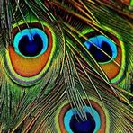 Edith Allard - Facebook