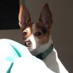 Edith Ann - @edith_ann_the_rat_terrier_ - Instagram