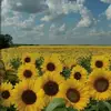 Edith Aquino - @edith.aquino397 - TikTok