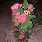 edith argueta - @argueta6677 - Instagram