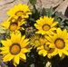 Edith Arredondo - Facebook