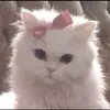 Edith aviles - @edith.gerlin.vall - TikTok