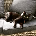 Edith - @ediththebeachcat - Instagram