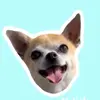 Edith The Great 🐾 - @edithbeanmexicanqueen - TikTok