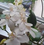 Editha Behrens - Facebook