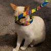 Edith Sanchez-Benson - @sallywhiskers - TikTok