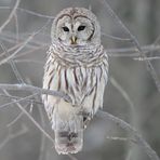 Edith Blanchard - Facebook
