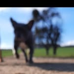 🐶 - @edith_blue_ - Instagram