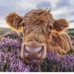 Edith Boe - @highlandeagle - Instagram