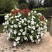 Edith Boyer - Facebook