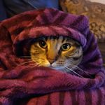 Edith the Camp Cat 🐈 - @edith.camp.cat - Instagram