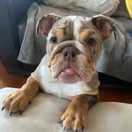 Edith Carroll - @edith_thebullie - Instagram