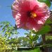 Edith Castrejon - Facebook