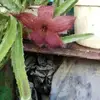 Edith Cespedes - @edith.cespedes3 - TikTok