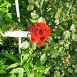 Edith rose chambers - @edithrosechambers - Instagram