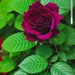 Edith Chamorro - Facebook