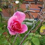 Edith Clement - @edith.clement57 - Instagram