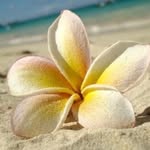 Editha Cochran - @sittinginparadisescentsy - Instagram