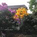 Edith Coe - Facebook
