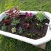 Edith Collins - Facebook