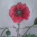 Edith Mc Connell - Facebook