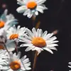 edithdrew - @edithdrew2 - TikTok