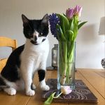 Edith Edwards - @ediththekitten - Instagram