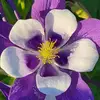 Edith Emerson - @edith.emerson - TikTok