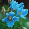 Edith Emerson - @majesticanna64 - TikTok