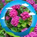 Edith Gerdes - Facebook