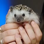 Edith 🦔 - @hammockinghedgehog - Instagram