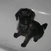murphy - @edithhessel - TikTok