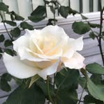 Edith Wilkinson Holmes - @ashington_lass - Instagram