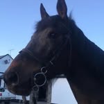 The Irish Horse Rider 🇮🇪🐎❤️‍🔥 - @edithhornsbyfunacc - Instagram