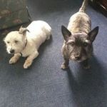 Edith Howell - @edithchowell - Instagram