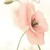 Edith Huber - @edith.huber6 - TikTok