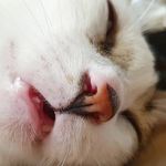Edith Katz - @i_edit_cats - Instagram