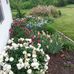 Edith Klaassen - Facebook