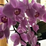 Edith Klingenberg - @edithklingenberg - Instagram