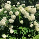 Edith Kohler - @ekohler1949 - Instagram
