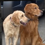 Lady Edith + Sir Finnigan - @sugarberry_goldens - Instagram