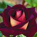 Edith Landry - Facebook