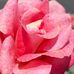 Edith Larkin - Facebook