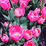 Edith Lechner - @lechneredith - Instagram
