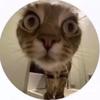 Edith Lester - @edith.lester - TikTok