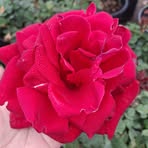 Edith Lopez - Facebook