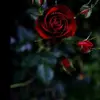 Edith Lopez - @edithlopez474 - TikTok