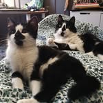 🐱🐰🐱 - @edith.marcel.madeleine - Instagram