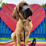 Edi (Edith) - @edi_the_english_mastiff - Instagram