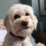 Edith Maxwell - @edithmaxwelldog - Instagram